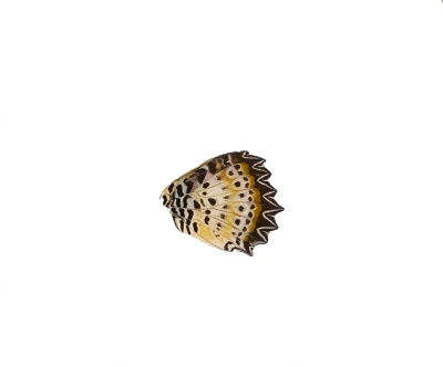 CETHOSIA CYANE HIND WING[1]